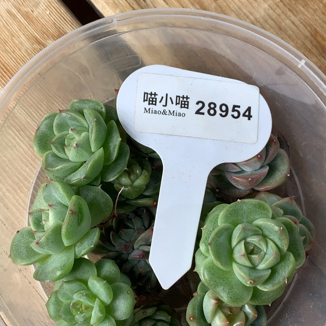 又***子多肉植物杂交珍妮