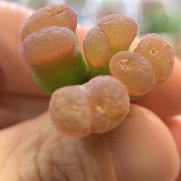 009特特特特 肉锥植物