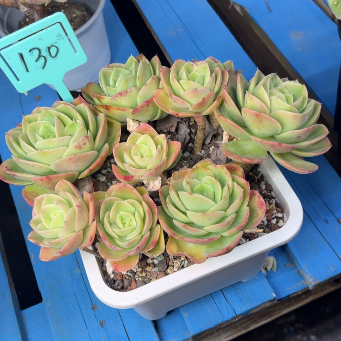 小雨多肉一物一拍星娜塔