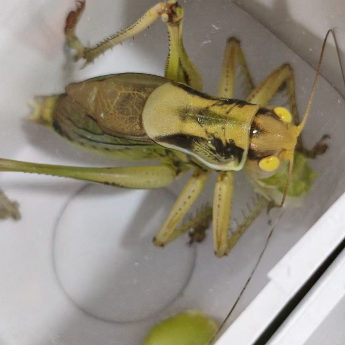 玉眼黄金甲蝈蝈稀有品种模型模具