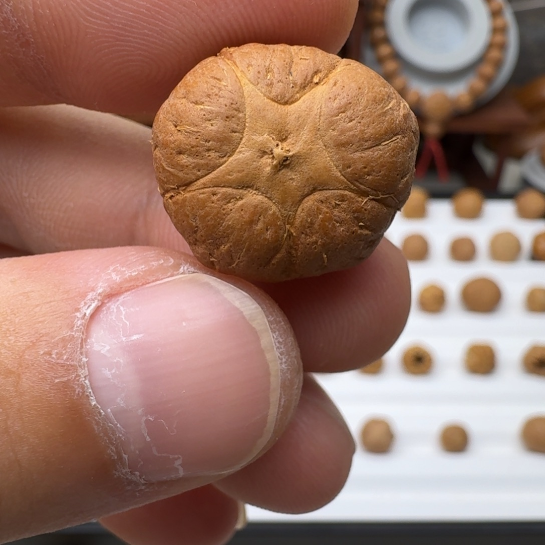 吊坠凤眼菩提尼泊尔五星三通 21.7