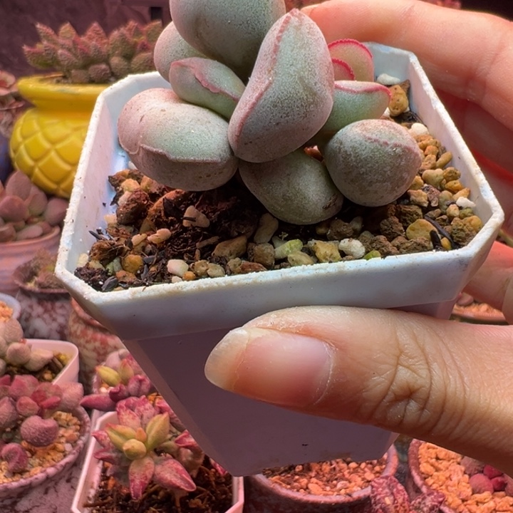 。***z吉祥如意的一天从早上