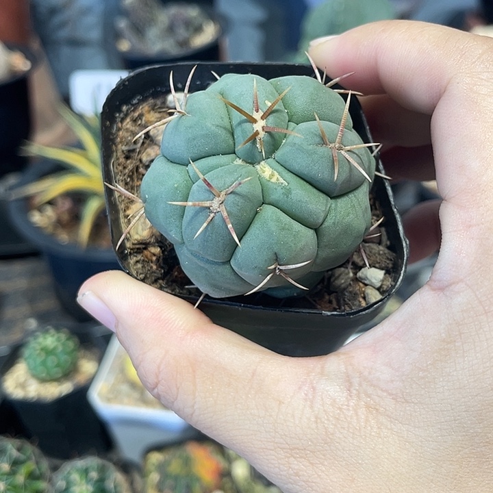 实生白肌天晃仙人球