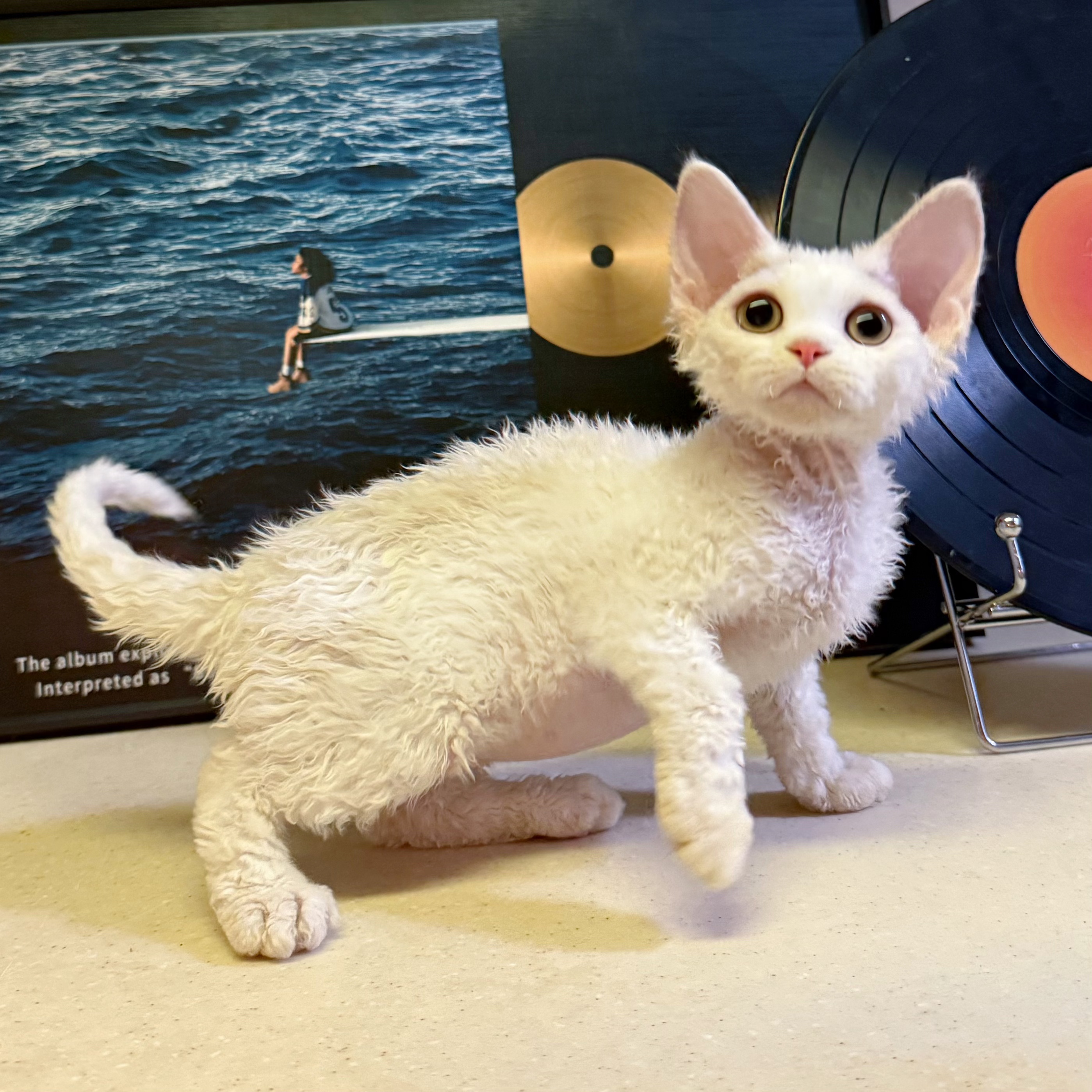 爪爪德文卷毛猫纯白长毛妹妹 甜美长毛两针疫苗