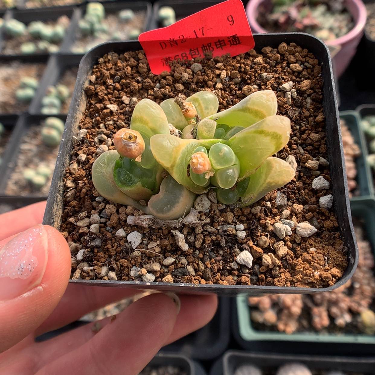 【闪购商品】2-17- 9 风铃 30