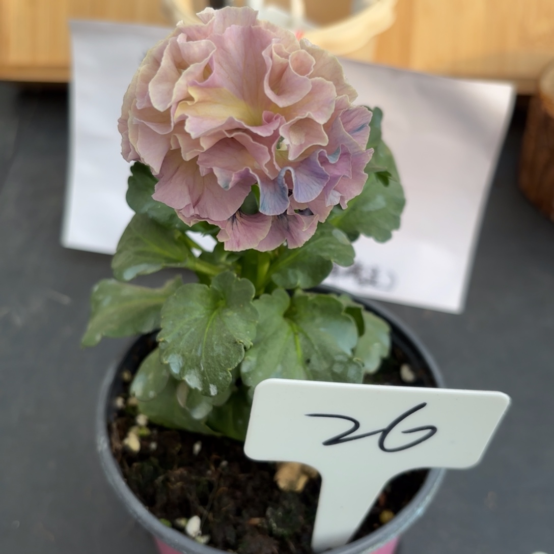 完全开放洛可可礼服26