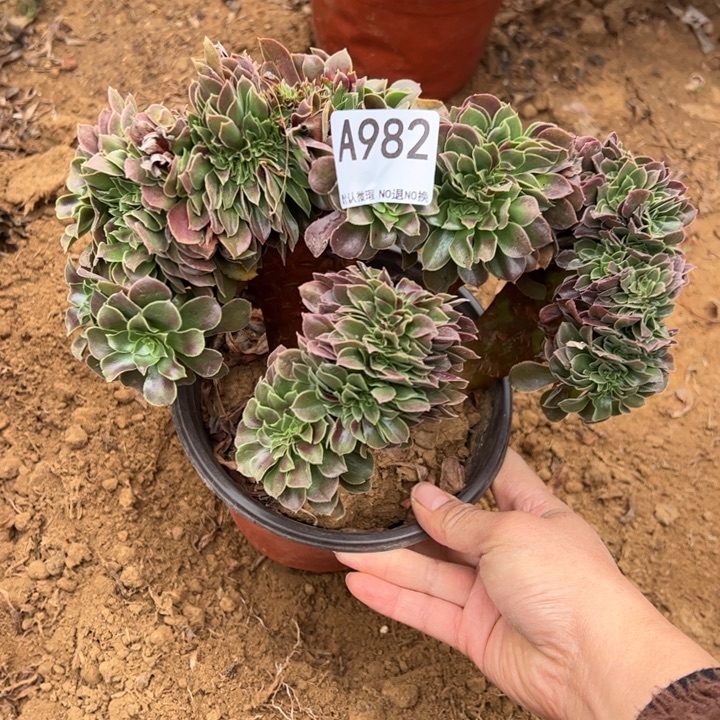 玫瑰缀多肉植物982.