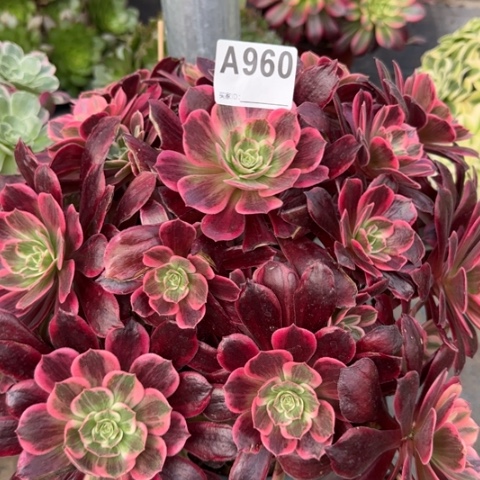 960白婚纱30厘米左右