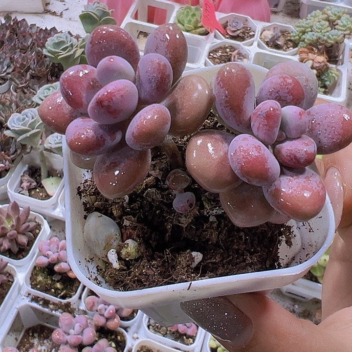 双头桃蛋19包邮多肉植物