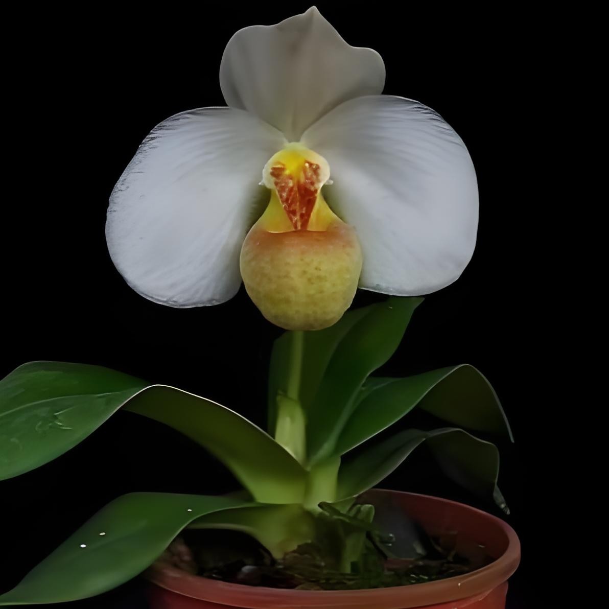 白花兜兰，有花香味，带花苞