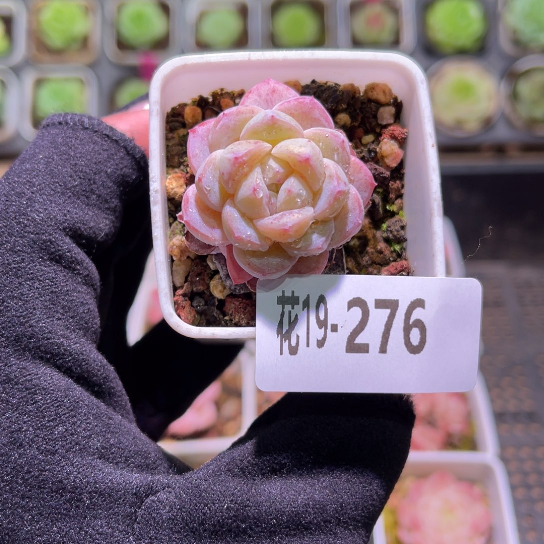 花利美19-276白纱