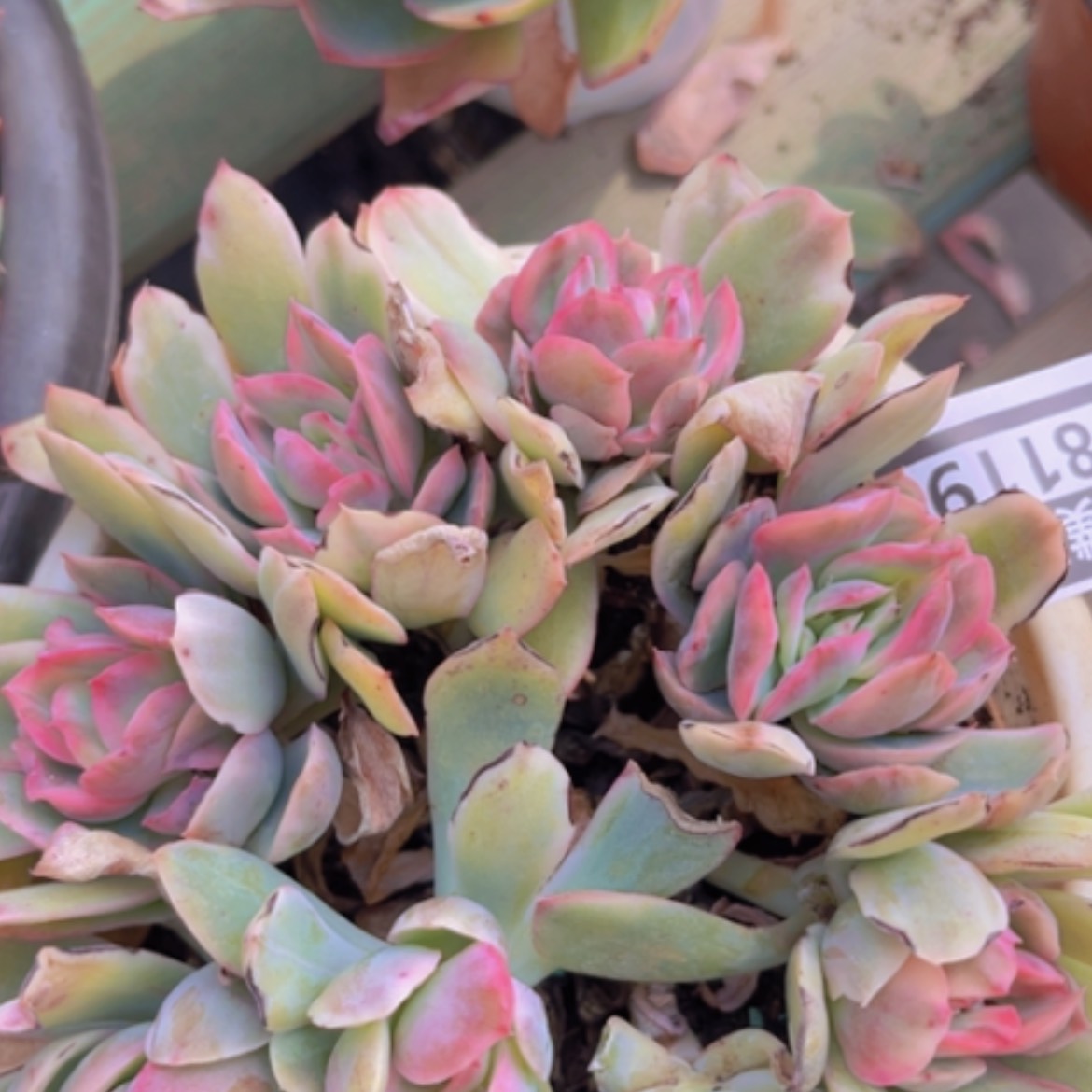 【闪购商品】绮罗锦08119