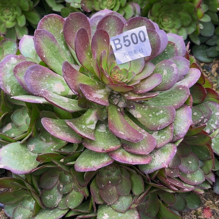 500万圣节多肉法师不包断枝