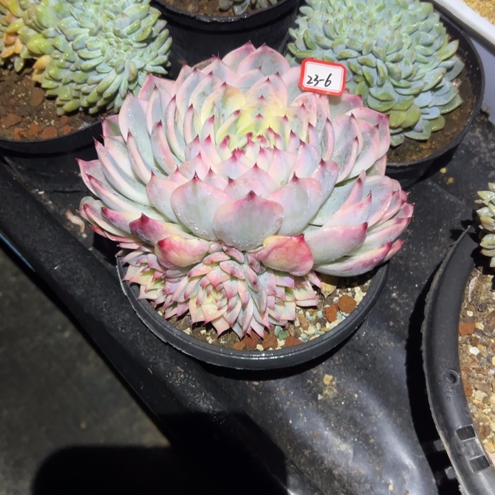 含****精品多肉植物老桩吉娃娃锦群