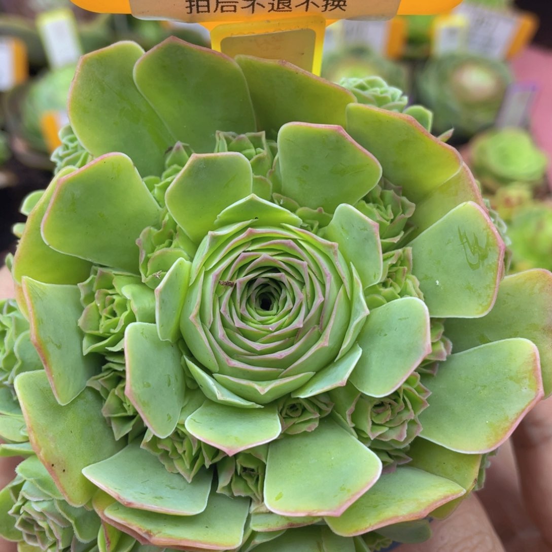 梦屿429一物一拍