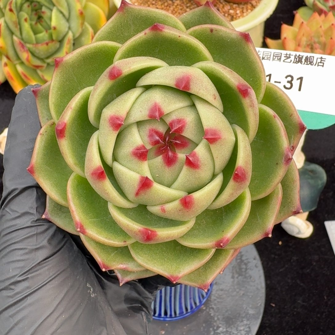 从前慢多肉精选编号1031.31