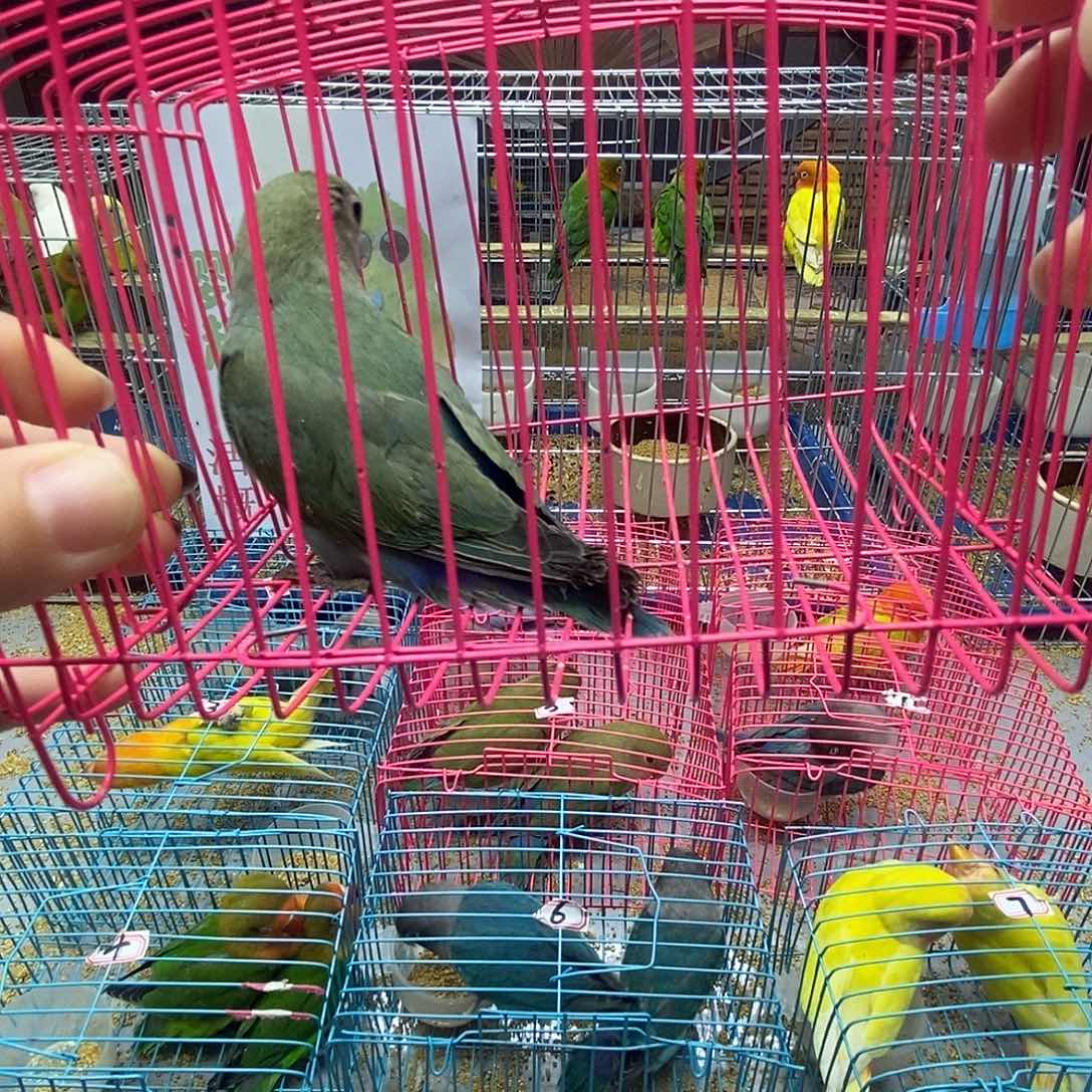 你***影桃脸牡丹鹦鹉绿金顶一只