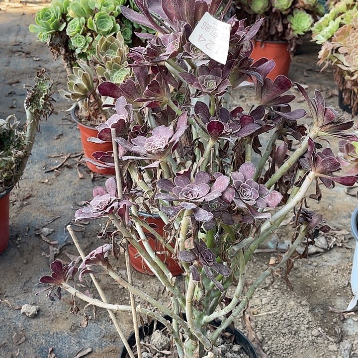 124黑原叶多肉法师