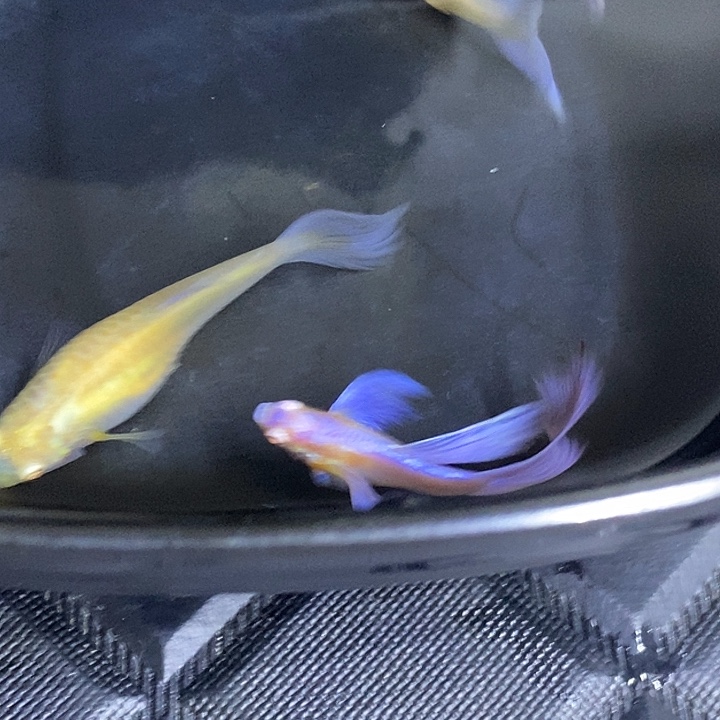 雷***哥紫白鸥翼飞船两对孔雀鱼