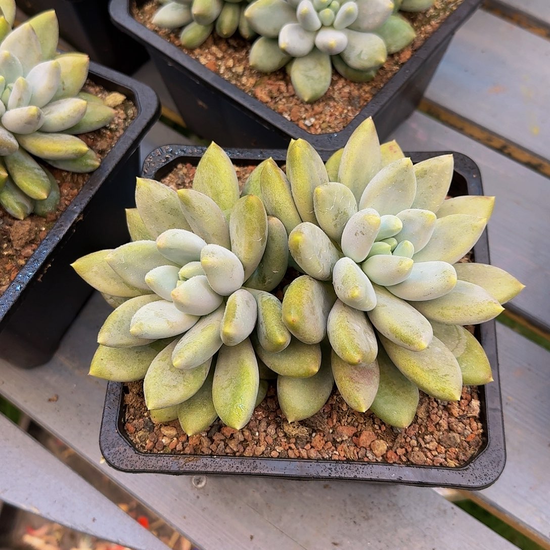 哥特萝莉一颗竞拍