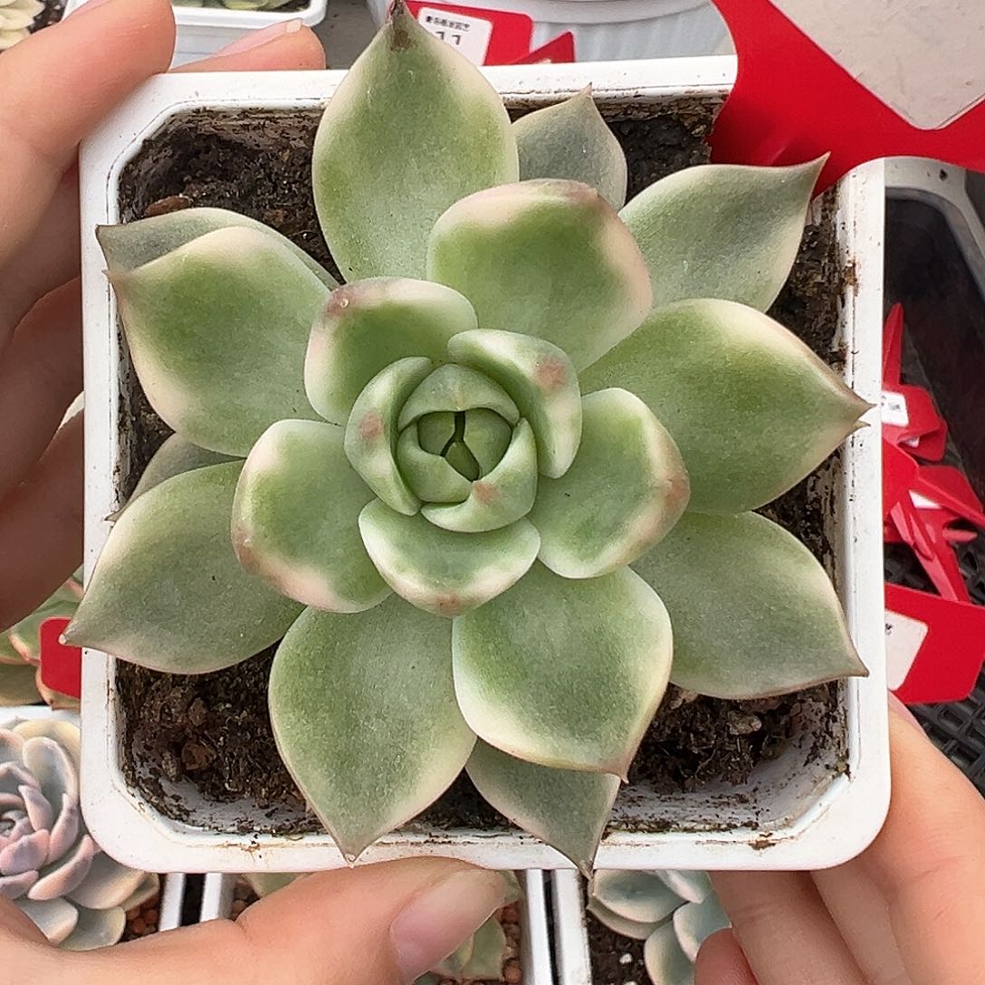 9号琉璃盏锦多肉植物