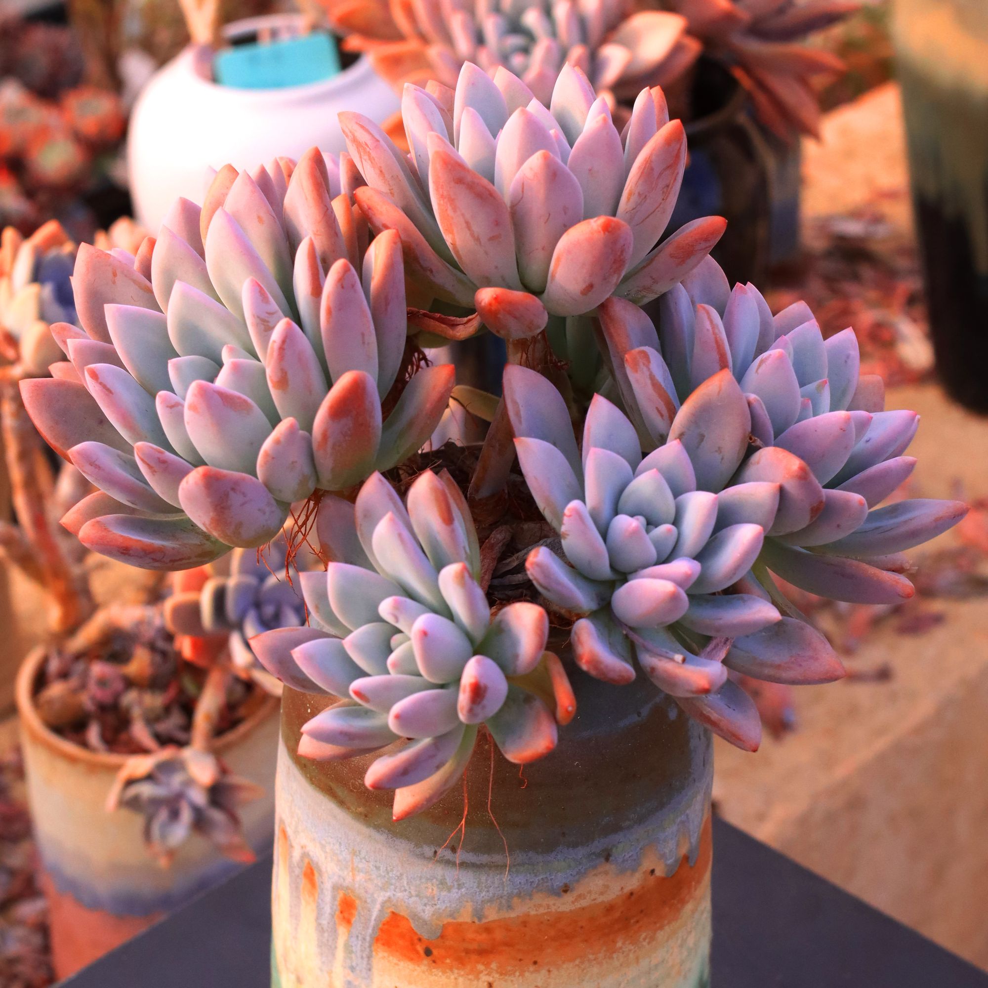 【整桩精控奥普琳娜多肉老桩】脱土发货1单包邮吸甲醛阳台植物盆栽