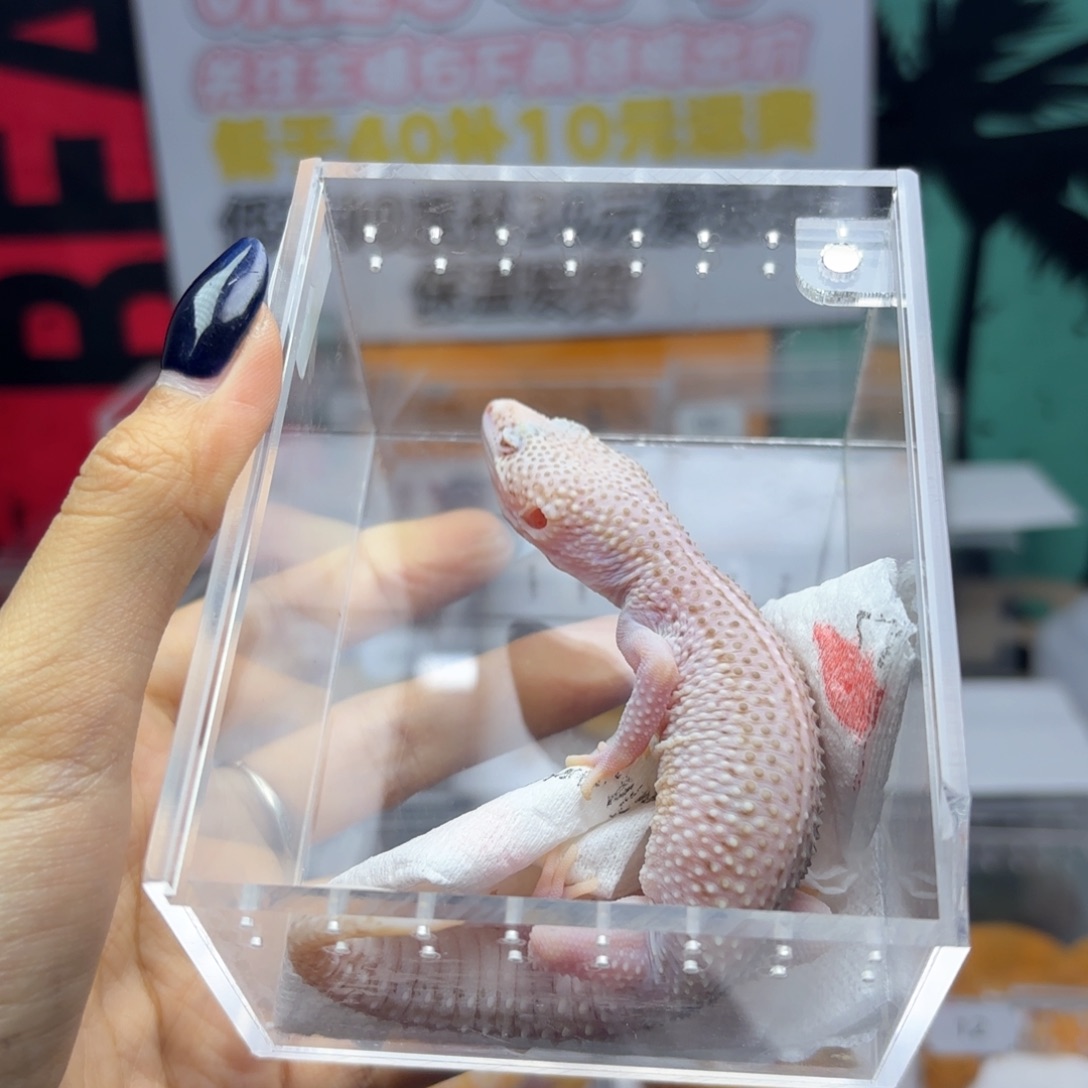 豹纹守宫超级雷达妹妹P43