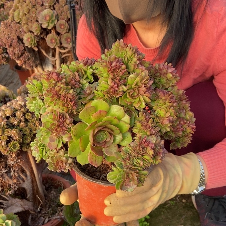 421万缀化老桩伤