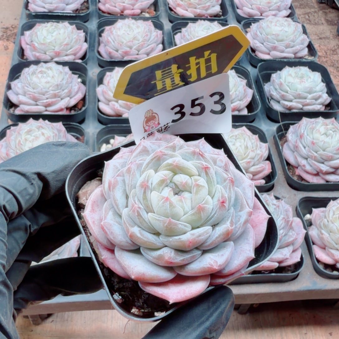 多肉植物多肉植物