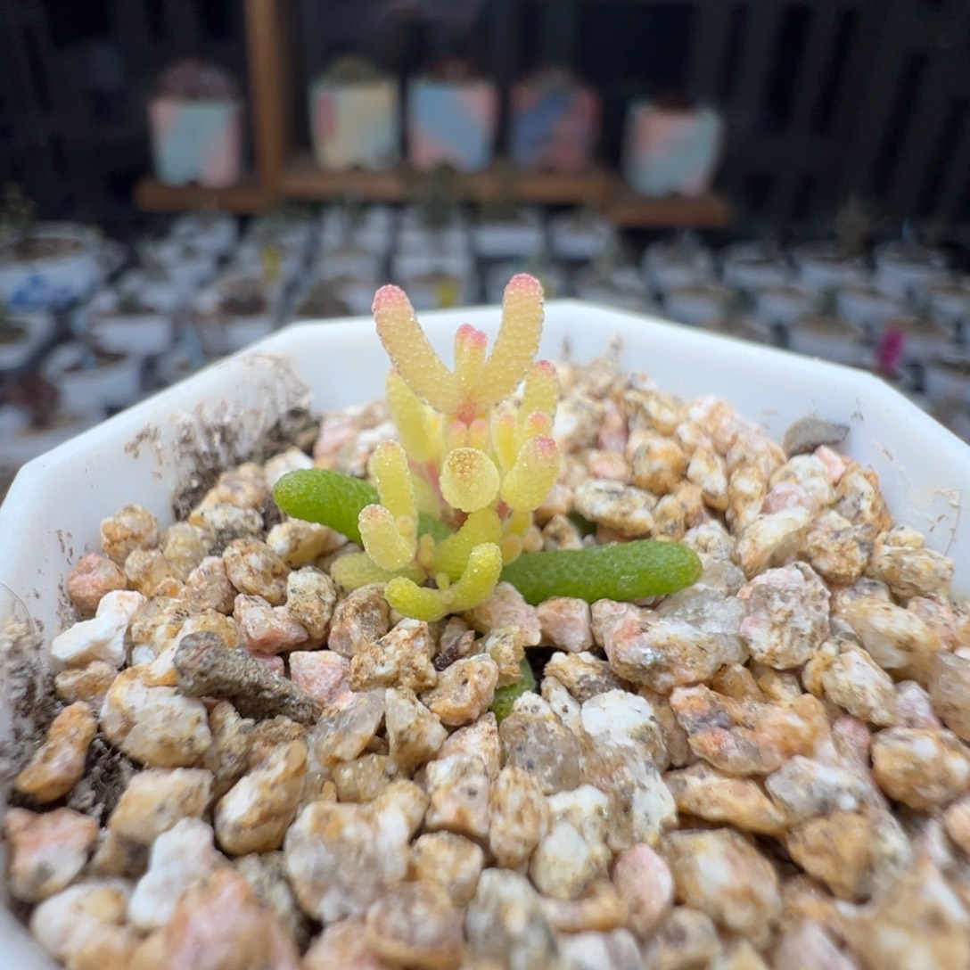 尺寸小，2808糖球锦，拍下不退不换