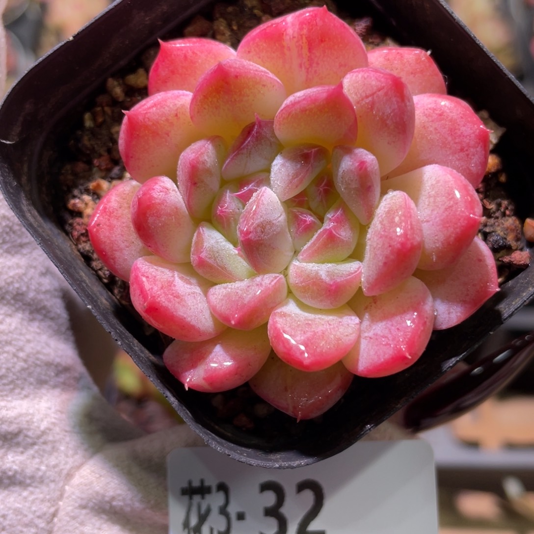 花利美3-32白桃汽水