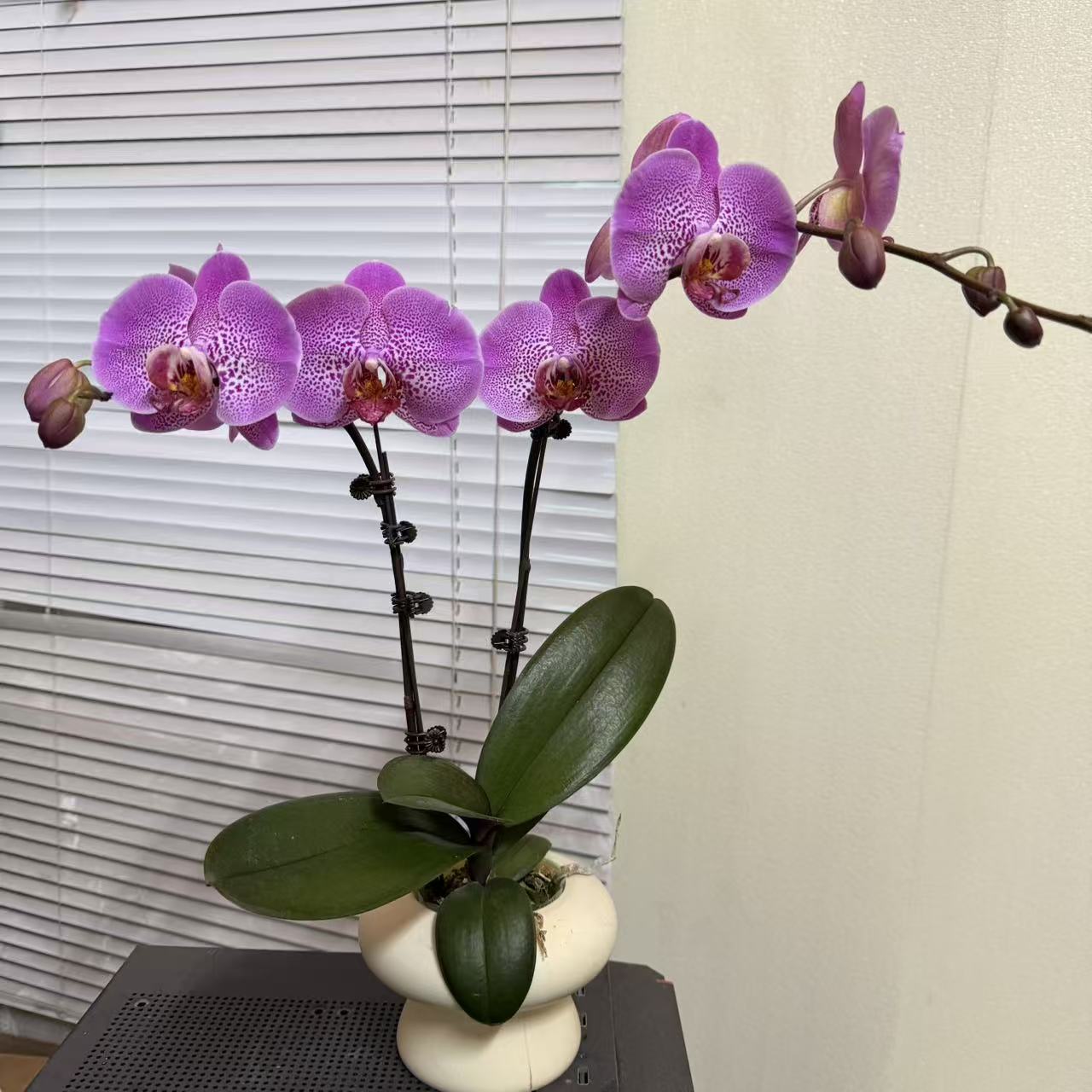 精品蝴蝶兰【枫叶】双花剑 欧品室内花 好养懒人 广州基地直发