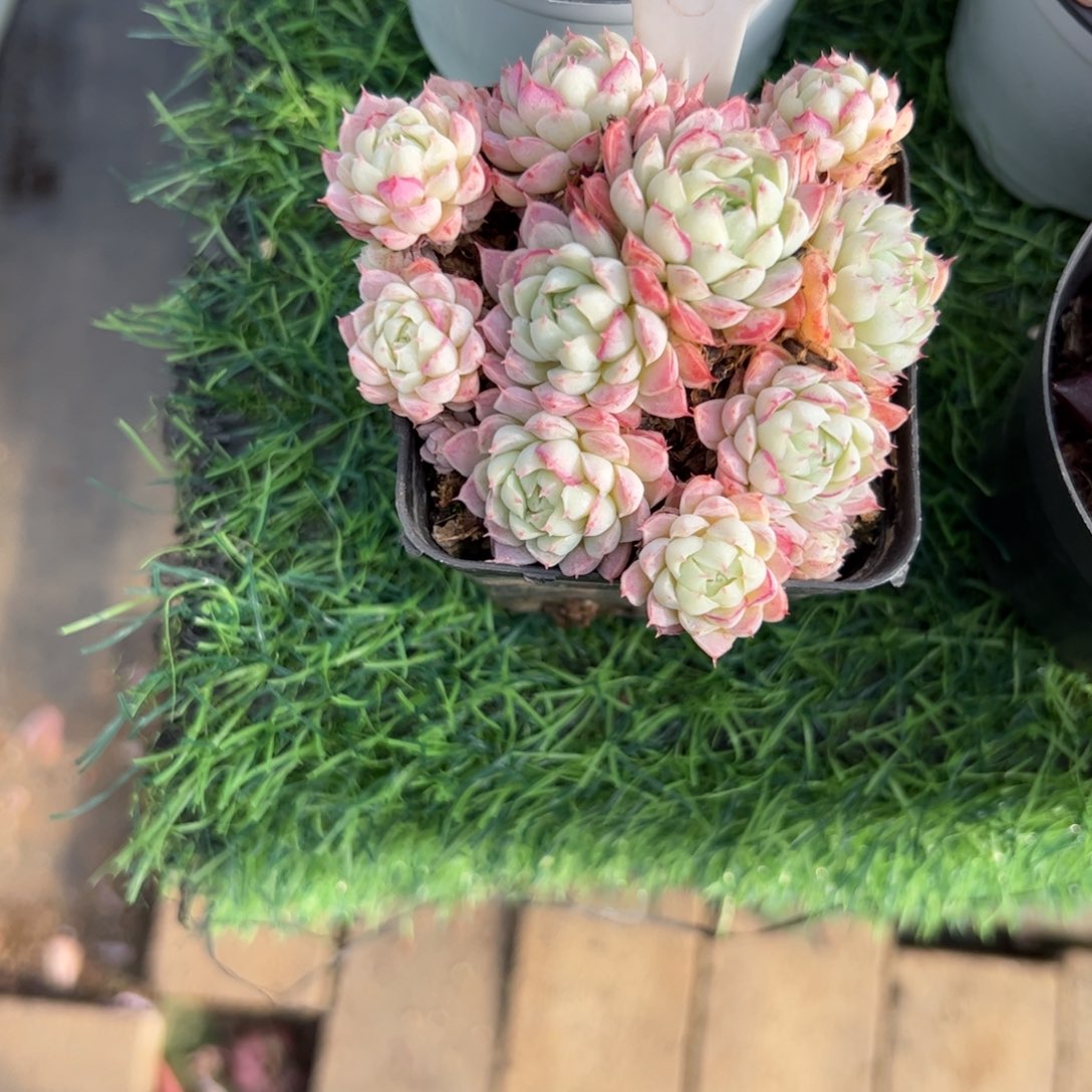 小红船多肉植物保护研究所