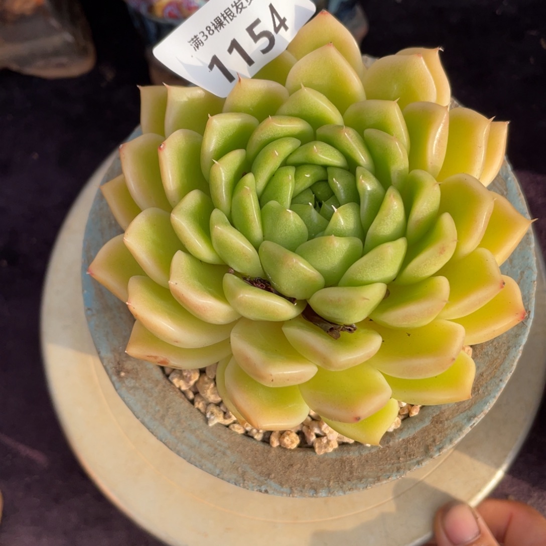 ****寶1154动作单头多肉植物一物一拍