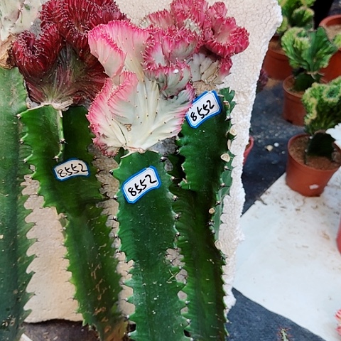 一物一拍3颗金刚，金粉，大红