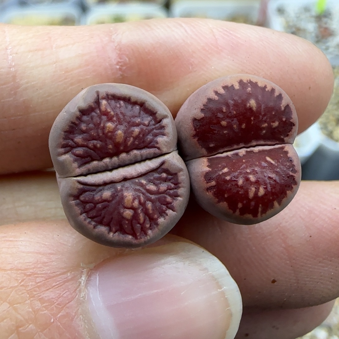 994紫菊清框福利30包邮