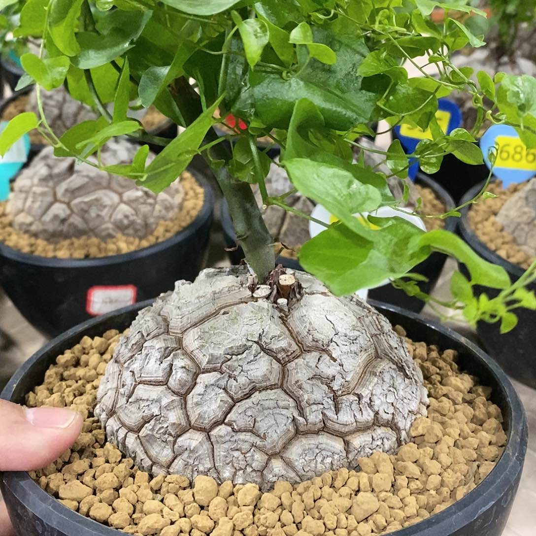 南非龟甲龙龟甲龙