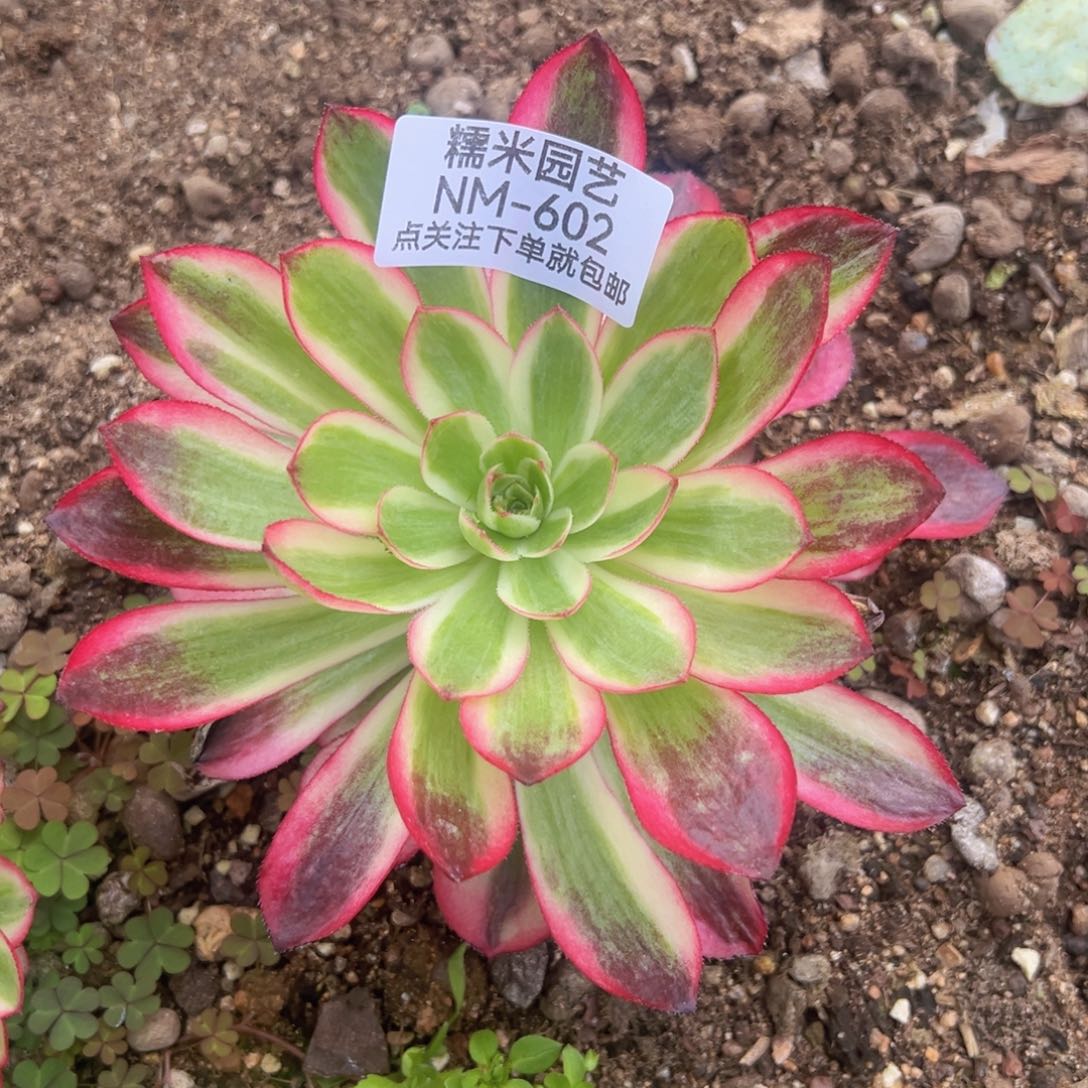 荔枝多肉植物602