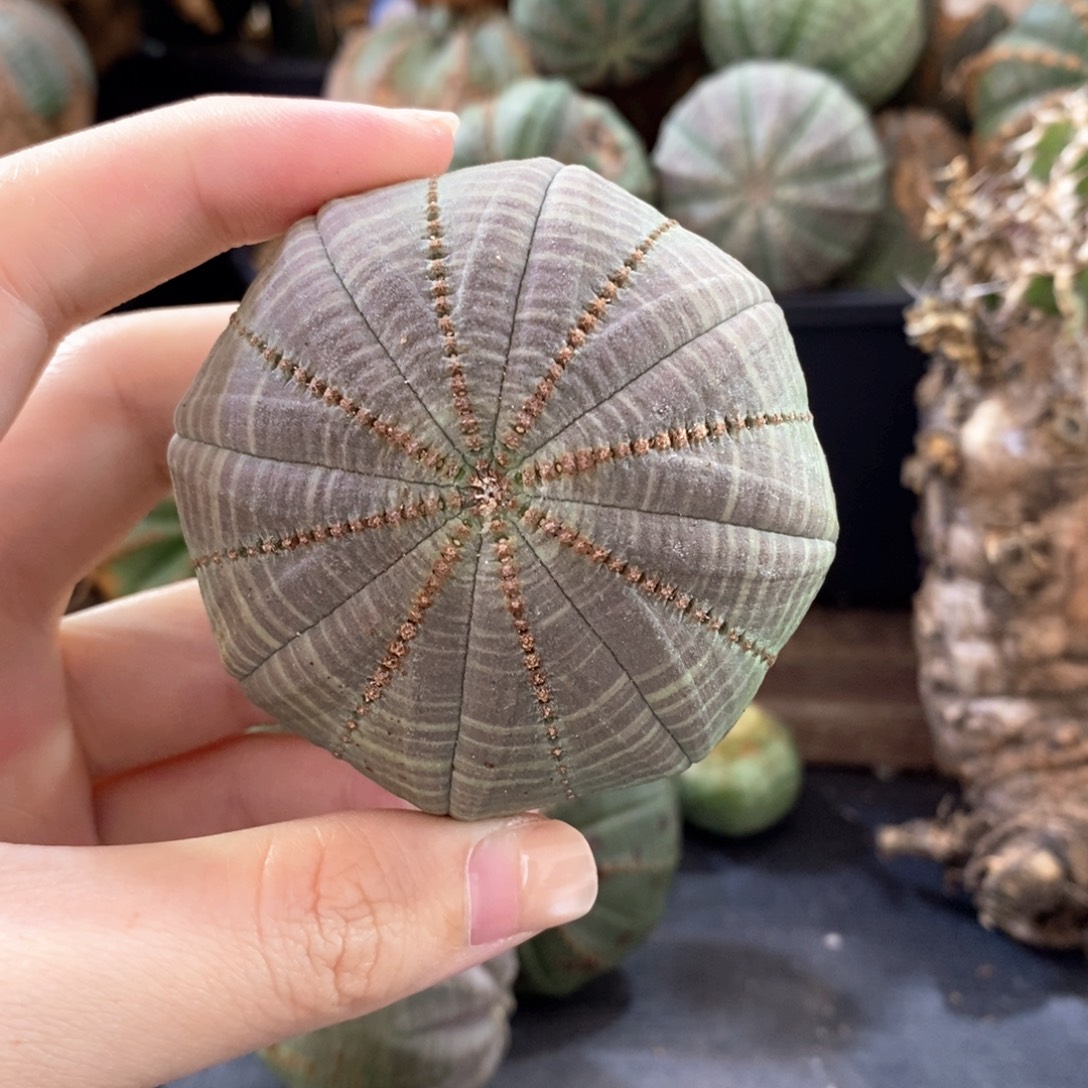5布纹球精品一物一拍