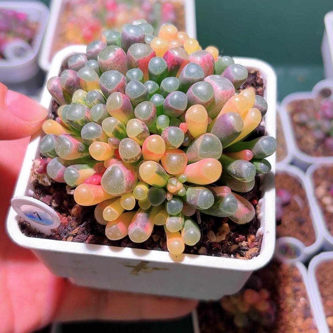 1号五十铃玉锦多肉植物锦一物一拍带盆土发货