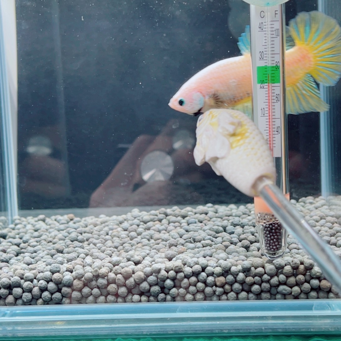 小***馨斗鱼金陵呀呀呀呀呀呀呀呀呀呀