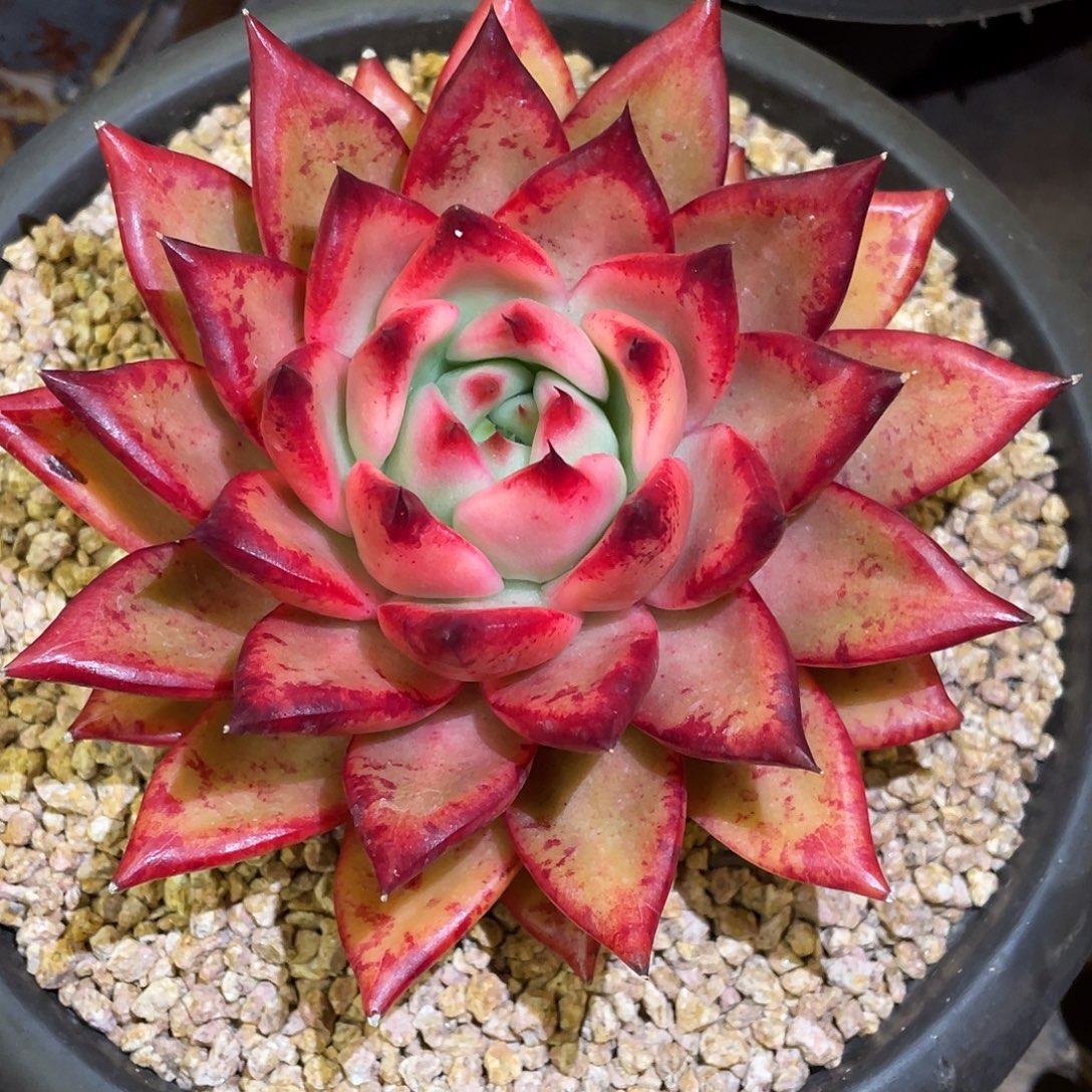 多肉植物一物一拍