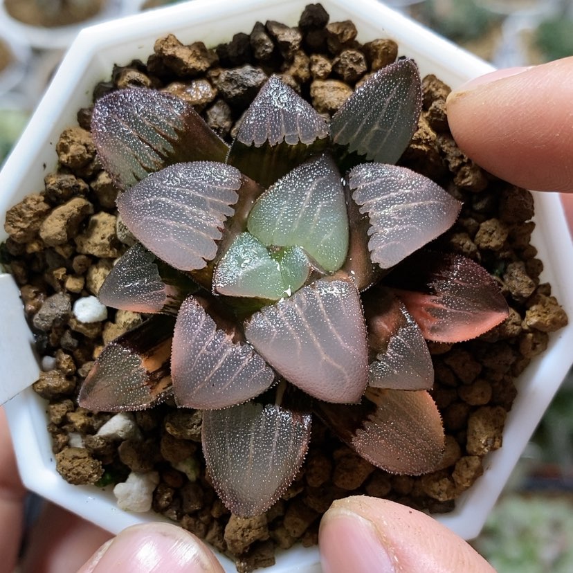 【闪购商品】192春春