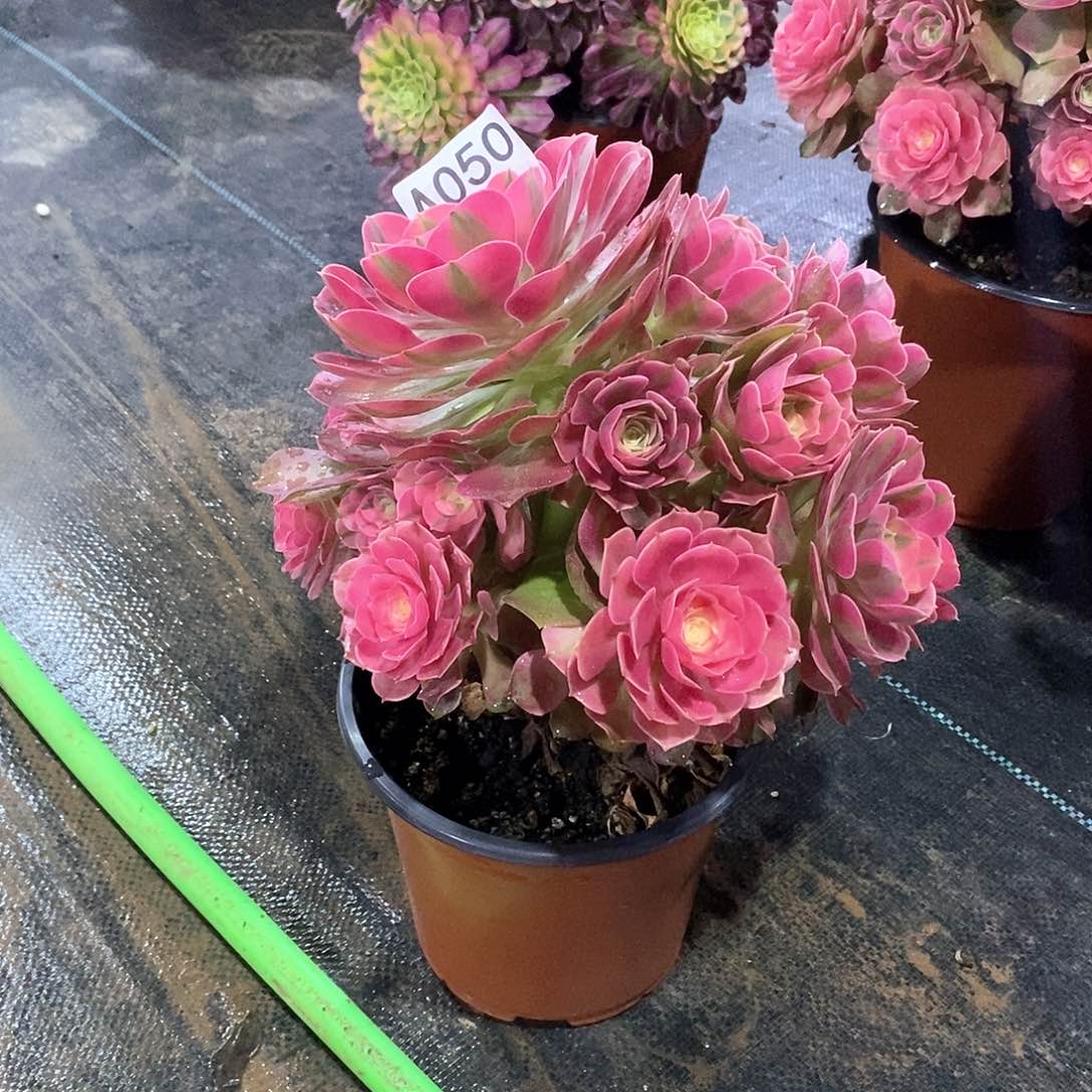 香妃050多肉法师植物