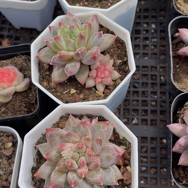 幻影美人带盆土发