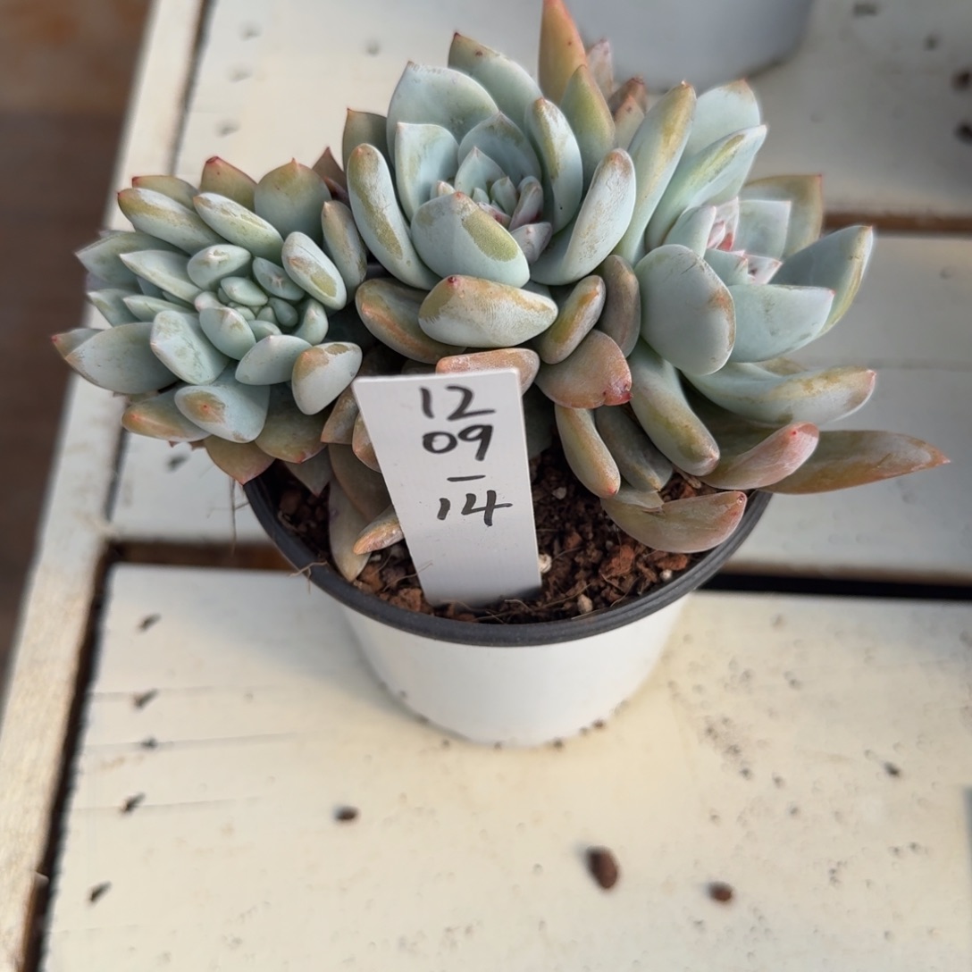 青****1209-14嫦娥缀化脱土发货