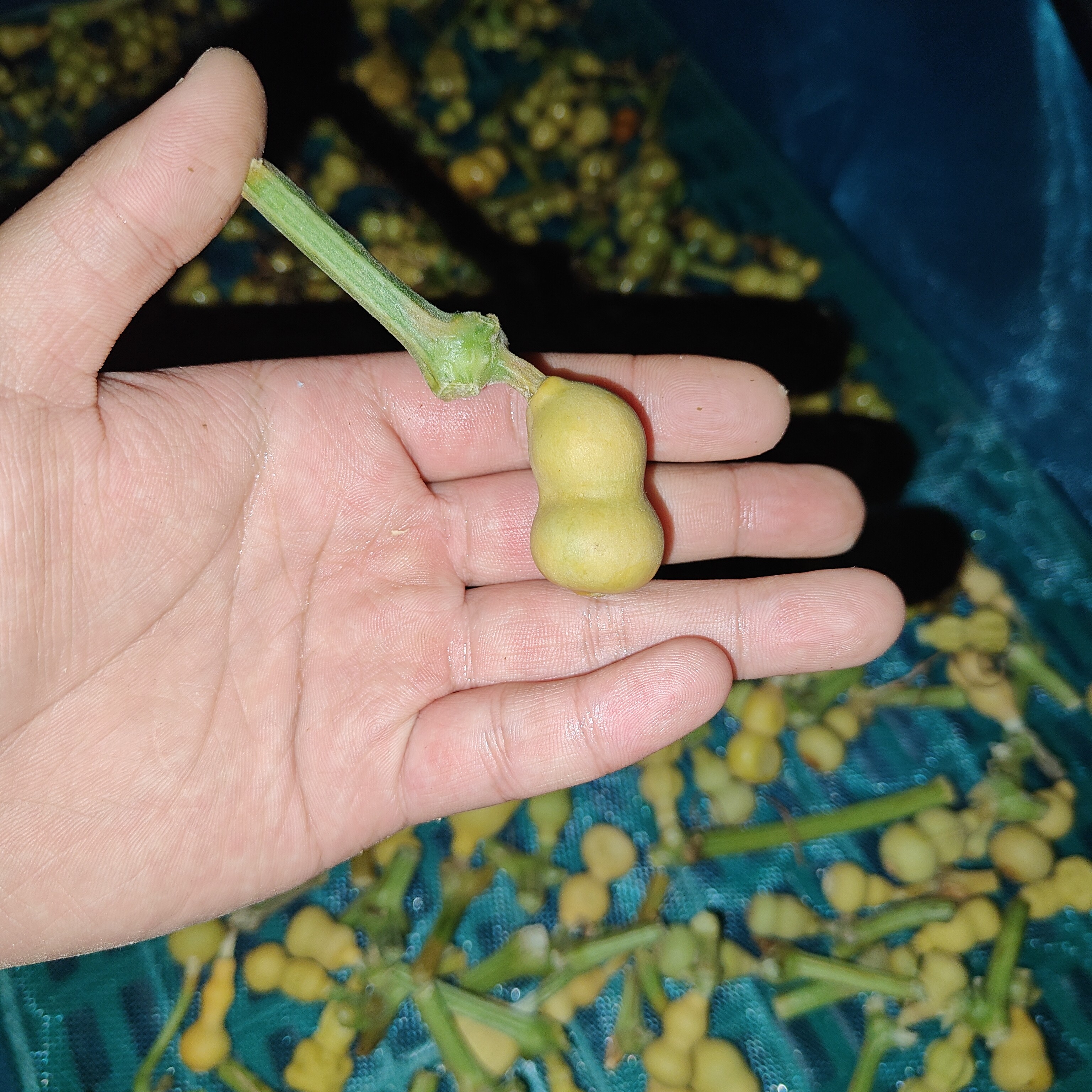 精品草里金小葫芦专属链接
