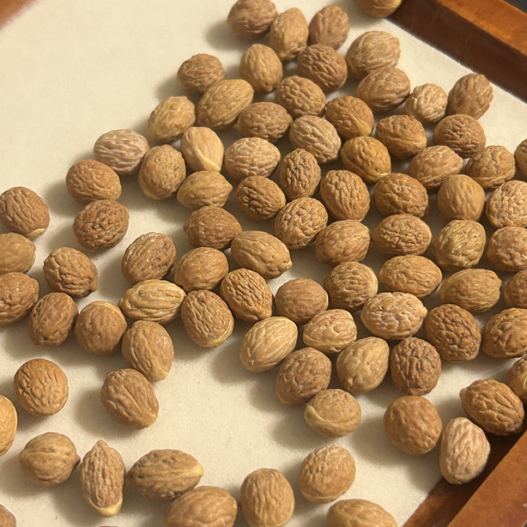 彰阜果园·7mm+水滴状酸枣核国产凤眼手工挑选精品酸枣核手串原料