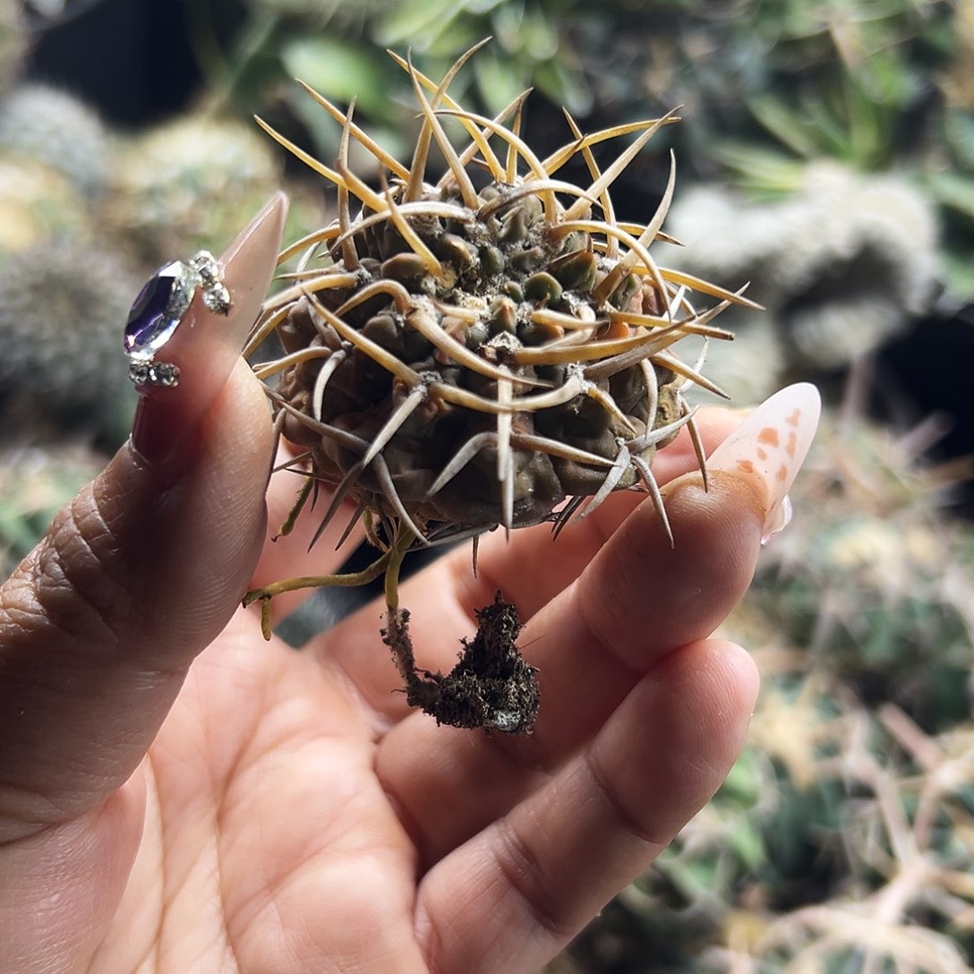 守殿玉锦有根仙人球66666666