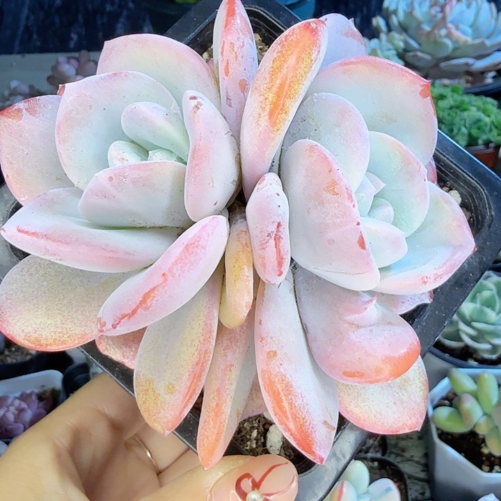 多肉植物双头奶茶